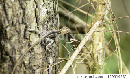 Endemic Agamid Lizard on tree close up Endemic Agamid Lizard on tree close up 139314281