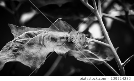 Close up black and white photograph of a beautiful butterfly 139314283