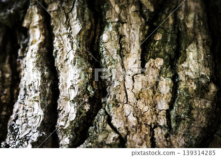 Tree trunk close up photograph 139314285
