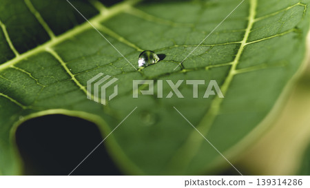 Life lines of a Leaf macro photograph 139314286