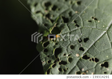 Orange Bug Eats green leaf 139314291