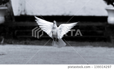 Black and white photograph of a pigeon "symbol of hope and peace" flying in low altitude 139314297