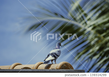 Colorful pigeon sitting on rooftop facing against blue sky 139314299