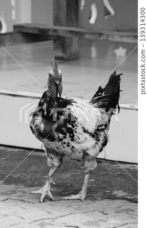 black and white old rooster curiously looking 139314300