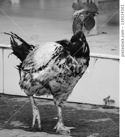 black and white old rooster walking calmly 139314301