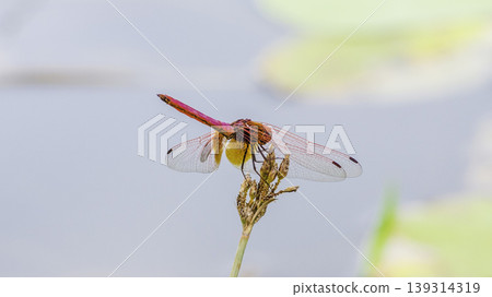 colorful Dragon fly from behind macro Photograph colorful Dragon fly from behind macro Photograph 139314319