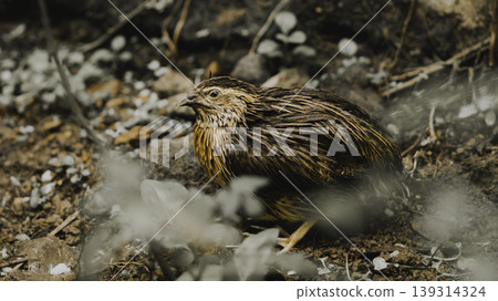 Male Quail bird in the wild animal portraiture Male Quail bird in the wild animal portraiture 139314324