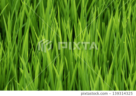Rice plant green leaves foliage photograph 139314325