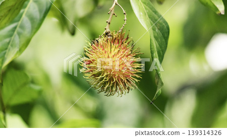 Isolated single delicious Rambutan fruit close up Isolated single delicious Rambutan fruit close up 139314326
