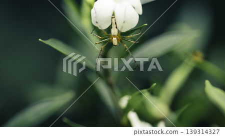 Orange colored small spider bug hangs on white flower macro Orange colored small spider bug hangs on white flower macro 139314327