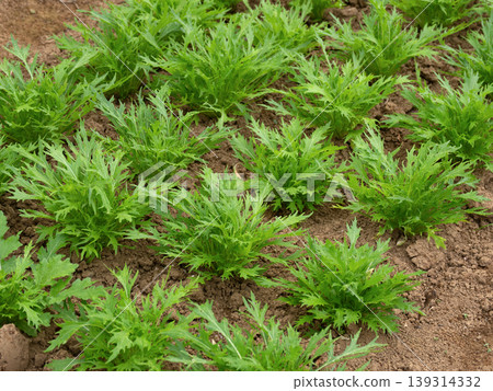 田間種植的水菜苗 139314332