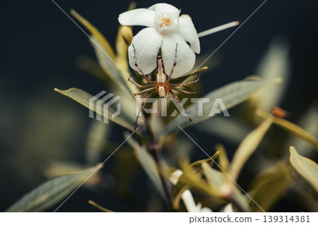 Orange colored small spider bug hangs on white flower Orange colored small spider bug hangs on white flower 139314381