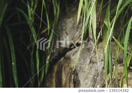 Pandanus tree leaves and rock formation on sandy beach 139314382