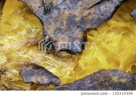 Black ant eats a rotten mango macro closeup 139314399