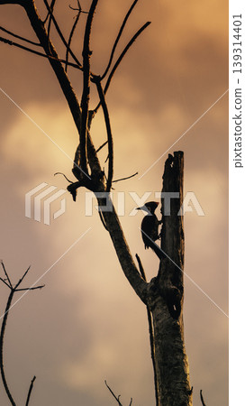 silhouette of a Woodpecker evening sunset golden skies photograph 139314401