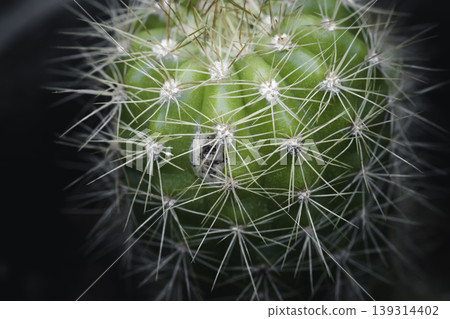 Green Cactus plant and its sharp needles close up micro photograph 139314402