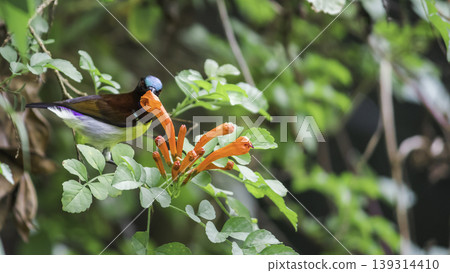 Purple Rumped sunbird drinking nectar from flowers Purple Rumped sunbird drinking nectar from flowers 139314410