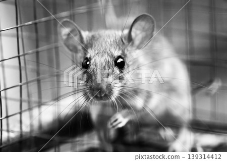 rat trapped in a rat trap cage and looking innocent 139314412