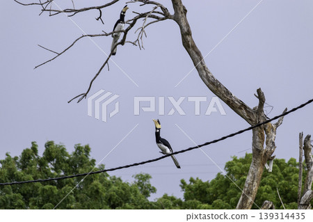 Great Hornbill Bird on a telephone cable about to jump to branch Great Hornbill Bird on a telephone cable about to jump to branch 139314435