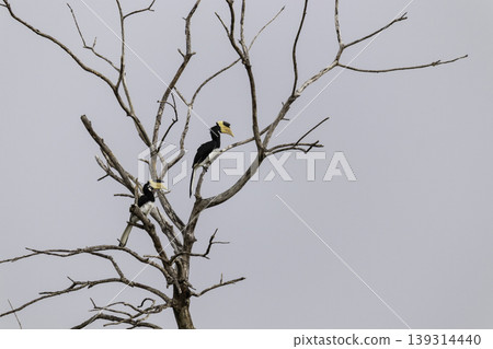 Great Hornbill birds Resting on dead tree 139314440