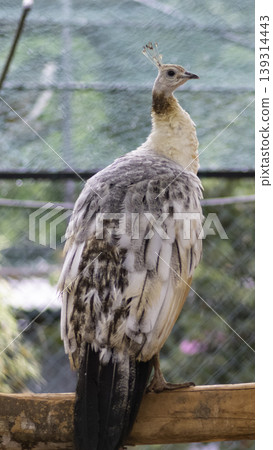 Black Winged Peafowl pose for a beautiful photograph. Black Winged Peafowl pose for a beautiful photograph. 139314443