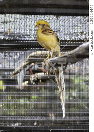 Yellow Peach Pheasant resting on tree branch in a cage Yellow Peach Pheasant resting on tree branch in a cage 139314445