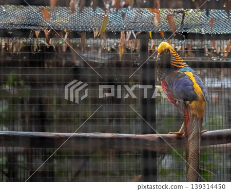 Black Golden Pheasant Turns his neck while perched on his cage for photograph Black Golden Pheasant Turns his neck while perched on his cage for photograph 139314450