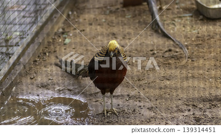 Black Golden Pheasant on ground standing still pose for a photograph Black Golden Pheasant on ground standing still pose for a photograph 139314451