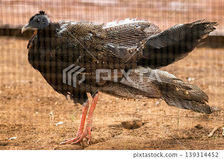 Great Argus Pheasant bird Standing still feathers all wet Great Argus Pheasant bird Standing still feathers all wet 139314452