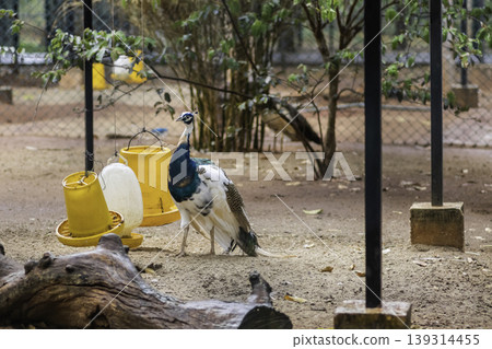 Pied Peacock, Majestic blue and white peacock neck high watchful for surroundings Pied Peacock, Majestic blue and white peacock neck high watchful for surroundings 139314455