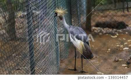 Grey Crowned Crane Close to the fence watching outside in birds park, Hambantota Grey Crowned Crane Close to the fence watching outside in birds park, Hambantota 139314457