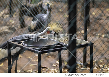 Isolated Grey Crowned Crane Search for food and water in birds park, Hambantota 139314458