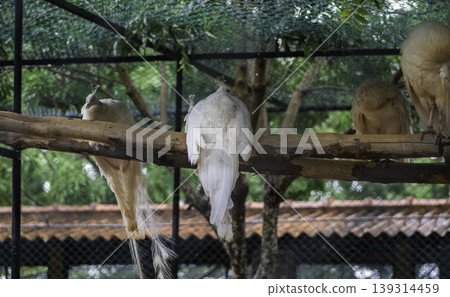 Rare White peacocks resting in the bird park Rare White peacocks resting in the bird park 139314459
