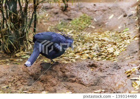 Blue Victoria Crowned Pigeon on the ground searching for food 139314460