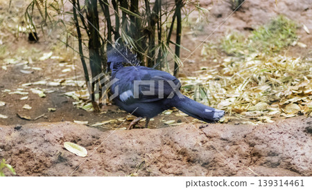 Blue Victoria Crowned Pigeon on the ground Blue Victoria Crowned Pigeon on the ground 139314461