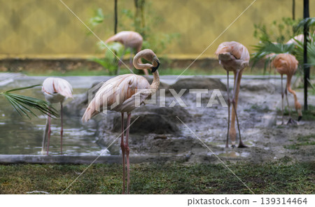 Flock of Greater Flamingo birds near pond Resting and searching food in water Flock of Greater Flamingo birds near pond Resting and searching food in water 139314464