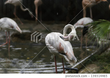 Greater Flamingo long neck beak Cleans his feathers in birds park, Hambantota. Greater Flamingo long neck beak Cleans his feathers in birds park, Hambantota. 139314465