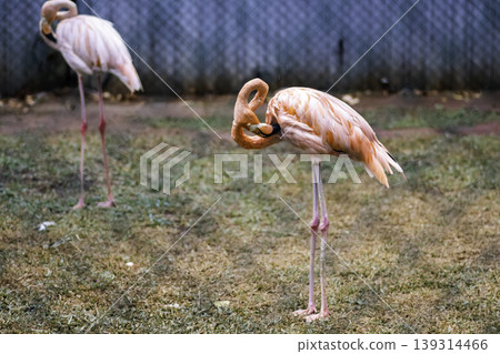 Greater Flamingo Cleans his feathers in birds park. Greater Flamingo Cleans his feathers in birds park. 139314466