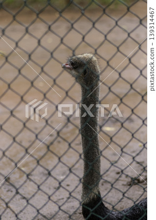 Ostrich bird behind the nets watching out keep necks up Ostrich bird behind the nets watching out keep necks up 139314467