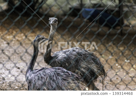 Ostrich bird Couple behind the nets watching out keep necks up Ostrich bird Couple behind the nets watching out keep necks up 139314468