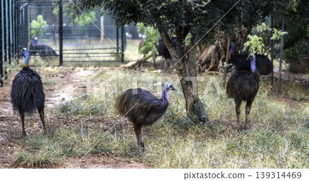 Cassowary Bird Family roam free in caged environment 139314469