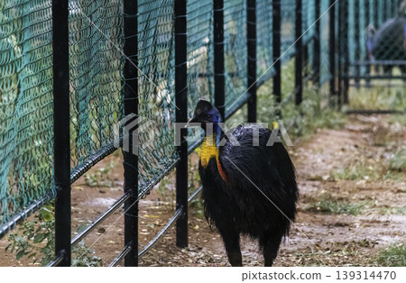 Colorful Cassowary bird walking forward near netted fence Colorful Cassowary bird walking forward near netted fence 139314470