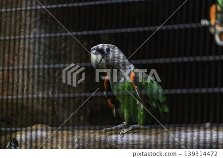 Senegal parrot silver neck looking curious hanging in cage net Senegal parrot silver neck looking curious hanging in cage net 139314472