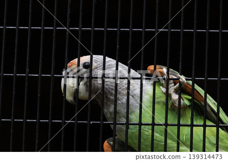 Senegal parrot silver neck looking curious hanging in cage net Senegal parrot silver neck looking curious hanging in cage net 139314473