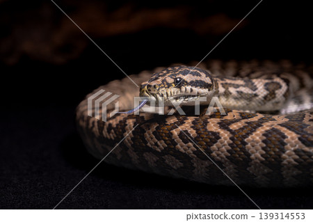 地毯Python 139314553