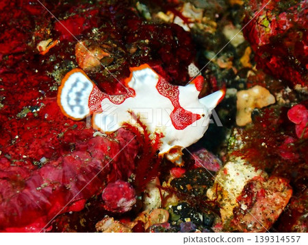 我在伊豆大島附近海域遇到了一條躄魚。 我在伊豆大島附近海域遇到了一條躄魚。 139314557