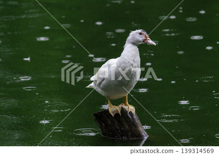 white duck Sitting on wooden pole and keep an eye out, green waters 139314569