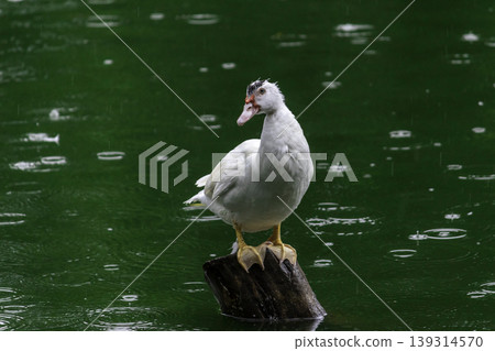 white duck Sitting on wooden pole and keep an eye out, green waters 139314570