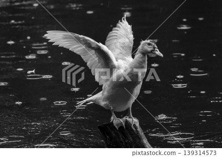 Showing its wingspan white duck on wooden pole, green waters, Black and white photo 139314573