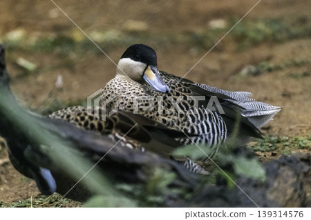 Silver Teal Ducks in Birds park, Hambantota, Sri Lanka 139314576
